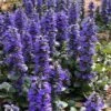 Catlins Giant Ajuga - Bugleweed - 5 Pack Of Quart Pots