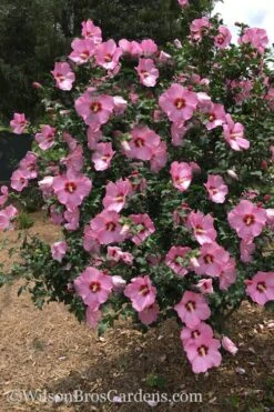 Aphrodite Rose Of Sharon (Althea / Hibiscus) - 3 Gallon Pot 8 Aphrodite Rose Of Sharon (Althea / Hibiscus) - 3 Gallon Pot -Green Haven Shop Althea Aphrodite Rose Of Sharon Hibiscus 3 500x750 1