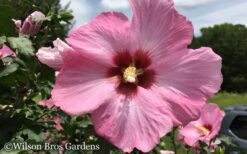 Aphrodite Rose Of Sharon (Althea / Hibiscus) - 3 Gallon Pot 9 Aphrodite Rose Of Sharon (Althea / Hibiscus) - 3 Gallon Pot -Green Haven Shop Althea Aphrodite Rose of Sharon Hibiscus 50