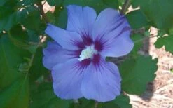 Blue Satin Rose Of Sharon - Hibiscus - Althea - 2 Gallon Pot -Green Haven Shop Althea Blue Satin Hibiscus Rose Of Sharon 50