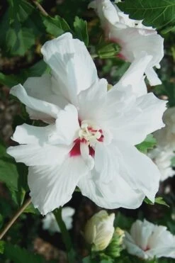 Morning Star Rose Of Sharon (Single Trunk Tree) - 7 Gallon Pot (3-4') -Green Haven Shop Althea Morning Star Rose of Sharon 500x750 1