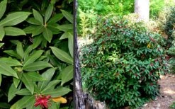 Florida Anise - Illicium Floridanum - 6 Pack Of 1 Gallon Pots -Green Haven Shop Anise Florida