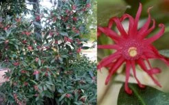 Florida Anise - Illicium Floridanum - 6 Pack Of 1 Gallon Pots -Green Haven Shop Anise Florida 50