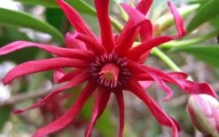 Florida Anise - Illicium Floridanum - 6 Pack Of 1 Gallon Pots -Green Haven Shop Anise Florida Flower 50
