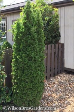 Degroots Spire Arborvitae - 1 Gallon Pot 11 Degroots Spire Arborvitae - 1 Gallon Pot -Green Haven Shop Arborvitae Degroots Spire 1 500x750 1