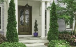 Degroots Spire Arborvitae - 7 Gallon Pot (3-4') -Green Haven Shop Arborvitae Degroots Spire 30 1