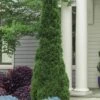 Degroots Spire Arborvitae - 7 Gallon Pot (3-4')