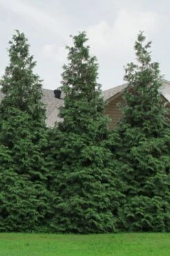 Green Giant Arborvitae - 3 Gallon Pot -Green Haven Shop Arborvitae Green Giant 500x750 4