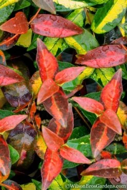 Summer Sunset Asiatic Jasmine - 6 Pack Of 1 Gallon Pots -Green Haven Shop Asian jasmine Summer Sunset 1