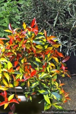 Summer Sunset Asiatic Jasmine - 1 Gallon Pot -Green Haven Shop Asian jasmine Summer Sunset 6 1