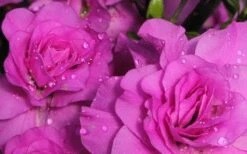 Amelia Rose Azalea - 3 Gallon Pot -Green Haven Shop Azalea Amelia Rose 1