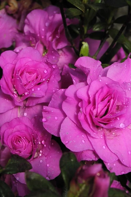 Green Haven Shop -Green Haven Shop Azalea Amelia Rose 2 1