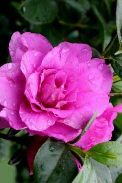 Amelia Rose Azalea - 3 Gallon Pot -Green Haven Shop Azalea Amelia Rose 3