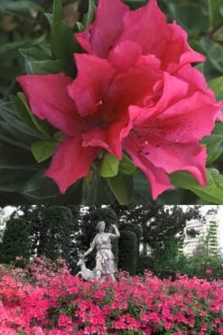 Brilliant Southern Indica Azalea - 1 Gallon Pot -Green Haven Shop Azalea Brilliant 500x700 1