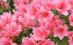 Coral Bells Azalea - 2 Gallon Pot -Green Haven Shop Azalea Coral Bells
