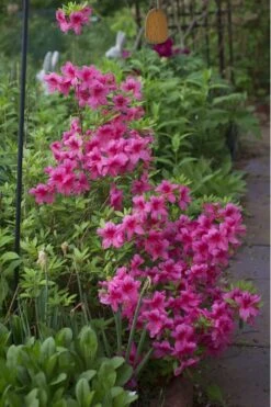 Orchid Showers Deja Bloom Azalea - 1 Gallon Pot -Green Haven Shop Azalea Deja Bloom Orchid Showers 5