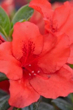Red Tiara Deja Bloom Azalea - 1 Gallon Pot -Green Haven Shop Azalea Deja Bloom Red Tiara 4