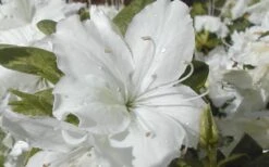 Delaware Valley White Azalea - 6 Pack Of 1 Gallon Pots -Green Haven Shop Azalea Delaware Valley White 2