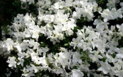 Delaware Valley White Azalea - 1 Gallon Pot -Green Haven Shop Azalea Deleware Valley White Bloom 1