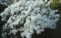 Delaware Valley White Azalea - 6 Pack Of 1 Gallon Pots -Green Haven Shop Azalea Deleware Valley White Landscape