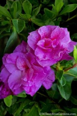 Autumn Majesty Encore Azalea - 3 Gallon Pot -Green Haven Shop Azalea Encore Autumn Majesty 5