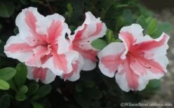 Autumn Starburst Encore Azalea - 6 Pack Of 1 Gallon Pots -Green Haven Shop Azalea Encore Autumn Starburst 2