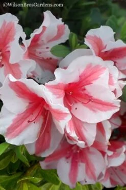 Autumn Starburst Encore Azalea - 6 Pack Of 1 Gallon Pots