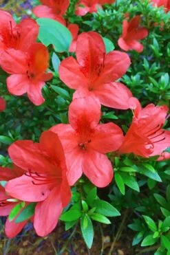 Flame Creeper Dwarf Spreading Azalea - 6 Pack Of 1 Gallon Pots -Green Haven Shop Azalea Flame Creeper 11 1