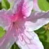 George L. Taber Southern Indica Azalea - 1 Gallon Pot