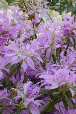 Koromo Shikibu Purple Spider Azalea - 1 Gallon Pot -Green Haven Shop Azalea Koromo Shikibu 2 1