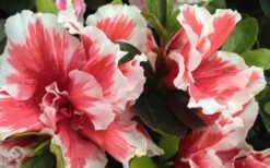 Mardi Gras Southern Indica Azalea - 3 Gallon Pot 7 Mardi Gras Southern Indica Azalea - 3 Gallon Pot -Green Haven Shop Azalea Mardi Gras 2 2