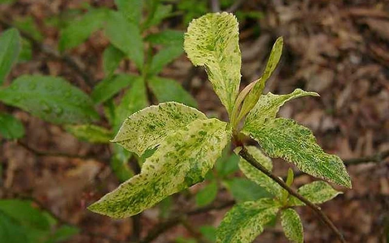 Dons Variegated Native Azalea - Rhododendron - 1 Gallon Pot 4 Dons Variegated Native Azalea - Rhododendron - 1 Gallon Pot - Image 4