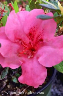 Pink Explosion Bloom 'N Again Azalea - 2 Gallon Pot -Green Haven Shop Azalea Pink Explosion Bloom N Again 20