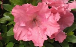 Gumpo Pink Dwarf Azalea - 2 Gallon Pot 7 Gumpo Pink Dwarf Azalea - 2 Gallon Pot -Green Haven Shop Azalea Pink Gumpo 1