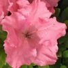 Gumpo Pink Dwarf Azalea - 1 Gallon Pot