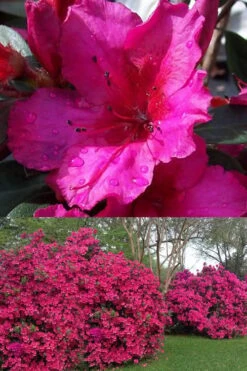 Red Formosa Azalea - 3 Gallon Pot 8 Red Formosa Azalea - 3 Gallon Pot -Green Haven Shop Azalea Red Formosa 1 500x750 3