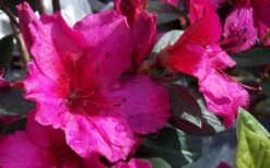Red Formosa Azalea - 6 Pack Of 1 Gallon Pots -Green Haven Shop Azalea Red Formosa