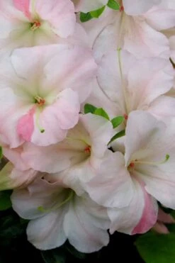 Sir Robert Dwarf Azalea - 6 Pack Of 1 Gallon Pots -Green Haven Shop Azalea Sir Robert 20