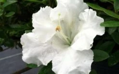 Gumpo White Dwarf Azalea - 2 Gallon Pot 7 Gumpo White Dwarf Azalea - 2 Gallon Pot -Green Haven Shop Azalea White Gumpo 1