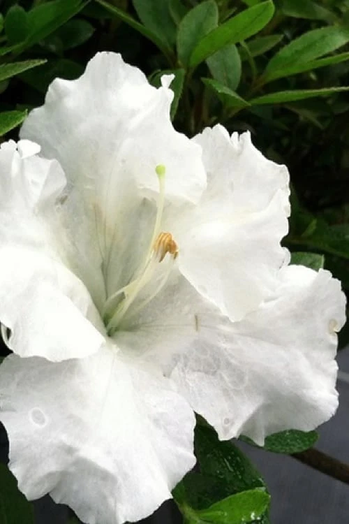Gumpo White Dwarf Azalea - 2 Gallon Pot 1 Gumpo White Dwarf Azalea - 2 Gallon Pot