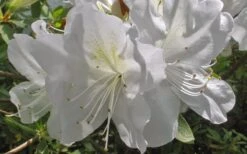 Mrs. G.G. Gerbing White Southern Indica Azalea - 1 Gallon Pot 11 Mrs. G.G. Gerbing White Southern Indica Azalea - 1 Gallon Pot -Green Haven Shop Azlea GG Gerbing Flower