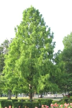Bald Cypress Tree (Taxodium Distichum) - 1 Gallon Pot -Green Haven Shop Bald Cypress 3