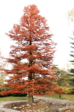 Bald Cypress Tree (Taxodium Distichum) - 1 Gallon Pot -Green Haven Shop Bald Cypress 4