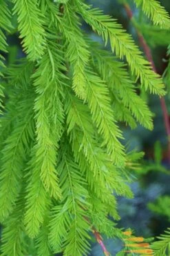 Bald Cypress Tree (Taxodium Distichum) - 1 Gallon Pot -Green Haven Shop Bald Cypress 9
