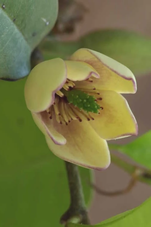 Everblooming Banana Shrub - Michelia Figo 'Hagiwara' - 1 Gallon Pot 1 Everblooming Banana Shrub - Michelia Figo 'Hagiwara' - 1 Gallon Pot