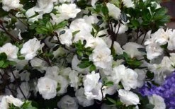 Snowball Bloom 'N Again Azalea - 1 Gallon Pot 7 Snowball Bloom 'N Again Azalea - 1 Gallon Pot -Green Haven Shop Bloom N Again Azalea Snowball 1