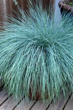 Beyond Blue Festuca (Fescue) - 1 Gallon Pot