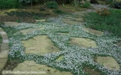 Blue Star Creeper (Laurentia Fluviatilis) - 18 Pack Of Pint Pots -Green Haven Shop Blue Star Creeper 20