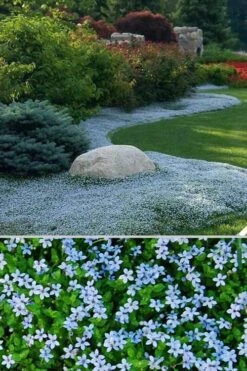 Blue Star Creeper (Laurentia Fluviatilis) - 18 Pack Of Pint Pots -Green Haven Shop Blue Star Creeper 24