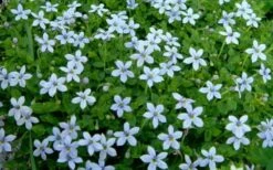 Blue Star Creeper (Laurentia Fluviatilis) - 18 Pack Of Pint Pots -Green Haven Shop Blue Star Creeper Laurentia 1